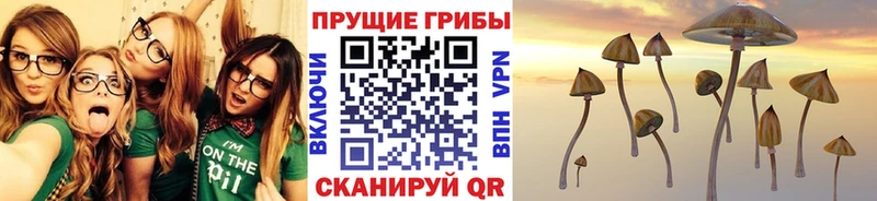 Купить закладки  Новоалтайск  Псилоцибиновые грибы MAGIC MUSHROOMS 